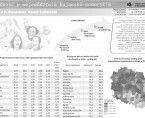11.07. Światowy Dzień Ludności (infografika) Foto