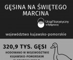 Gęsina na Świętego Marcina (infografika) Foto