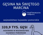 Gęsina na Świętego Marcina (infografika) Foto
