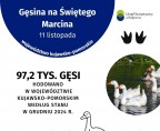 Gęsina na Świętego Marcina (Infografika) Foto