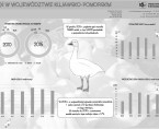 Gęś w województwie kujawsko-pomorskim (infografika) Foto