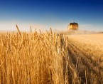 Badanie plonów zbóż oraz rzepaku i rzepiku - 12-26 sierpnia 2016 r. Foto