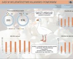 Gęś w województwie kujawsko-pomorskim (infografika) Foto