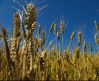 Badanie plonów zbóż oraz rzepaku i rzepiku (formularz R-r-zb) 11-25.08.2017 Foto