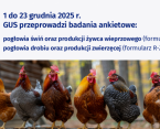 Przeprowadzamy badania statystyczne z zakresu rolnictwa: Badanie pogłowia świń oraz produkcji żywca wieprzowego oraz Badanie pogłowia drobiu oraz produkcji zwierzęcej Foto