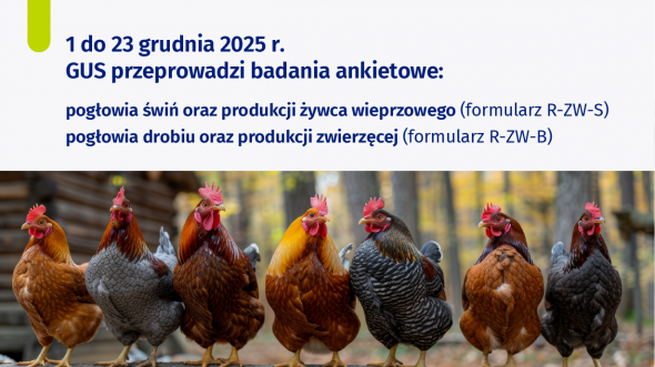 Przeprowadzamy badania statystyczne z zakresu rolnictwa: Badanie pogłowia świń oraz produkcji żywca wieprzowego oraz Badanie pogłowia drobiu oraz produkcji zwierzęcej